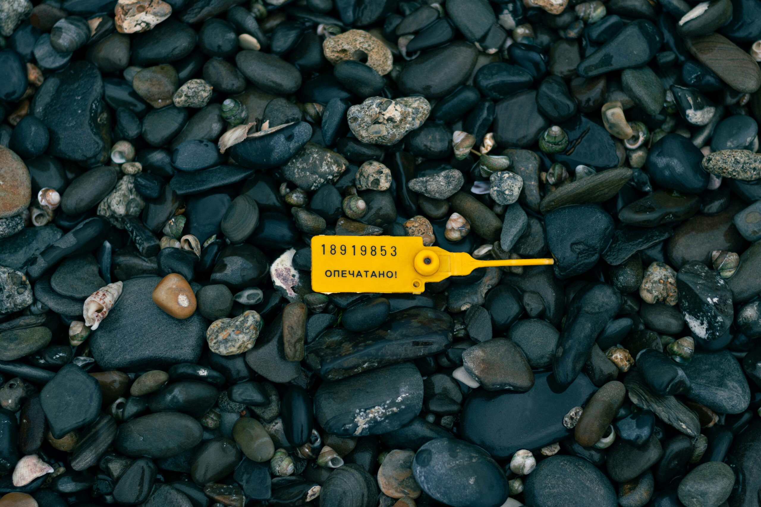 Close-up of a yellow numbered seal on a pebble beach, creating a striking contrast.